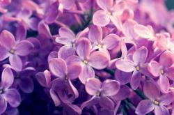 AYXapp下载-黄喜灿硬仗之王，当AC米兰的战术板遇上突尼斯的坚韧防线